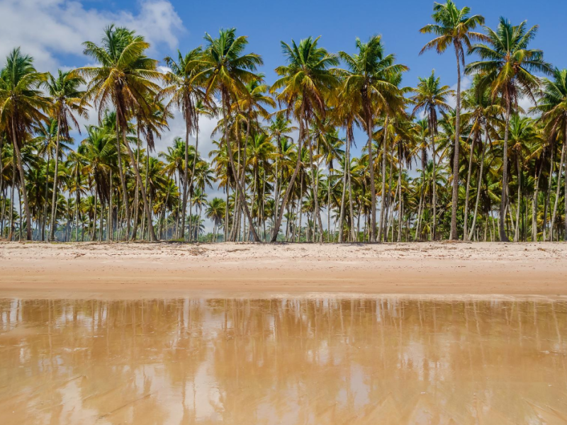 Praias da Bahia - Um guia das costas do litoral baiano